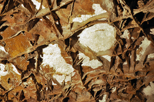 A slab of limestone with many crisscrossing, thin, brown veins of rock that create box shapes.