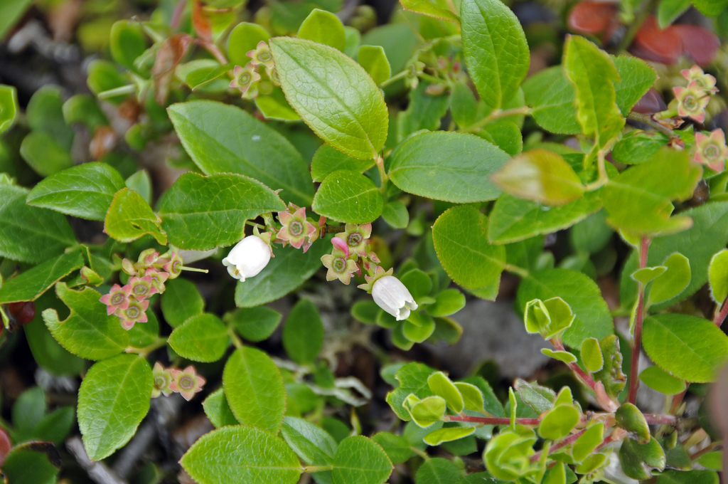 A small, low plant with tiny, circular white flowers and oval shaped leaves.