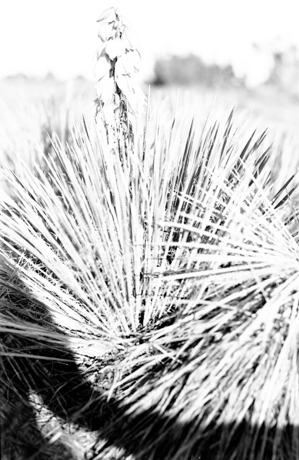 Leaves and flowers of Yucca angustissima, narrowleaf yucca.