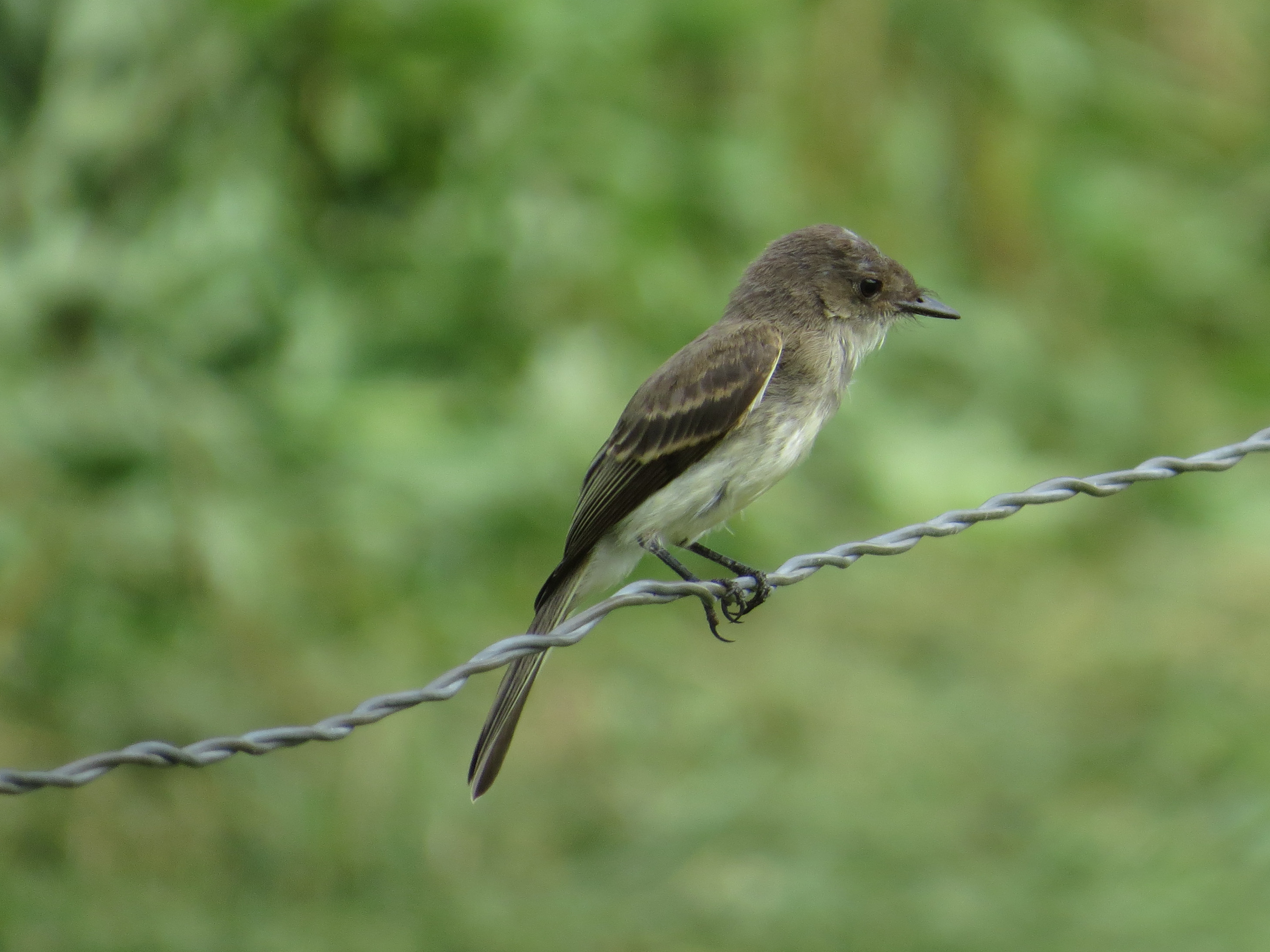 Image of Contopus virens, a species of Bird