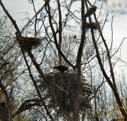 Bald eagles nesting at Pinery Narrows 1