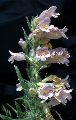 Badlands Flowers: Red, Pink, Blue