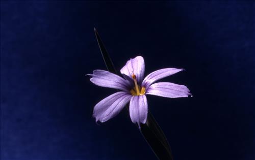 Badlands Flowers: Red, Pink, Blue