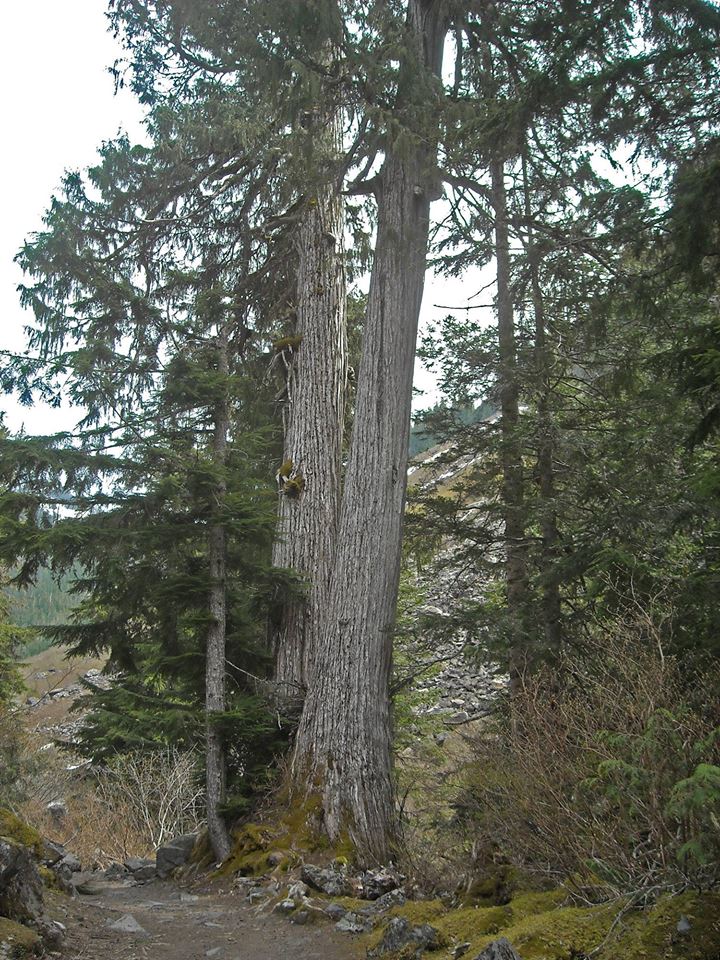 Tall cedar trees with whiteish-grey bark. 