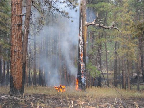 Cape Final prescribed burn on July 30, 2005