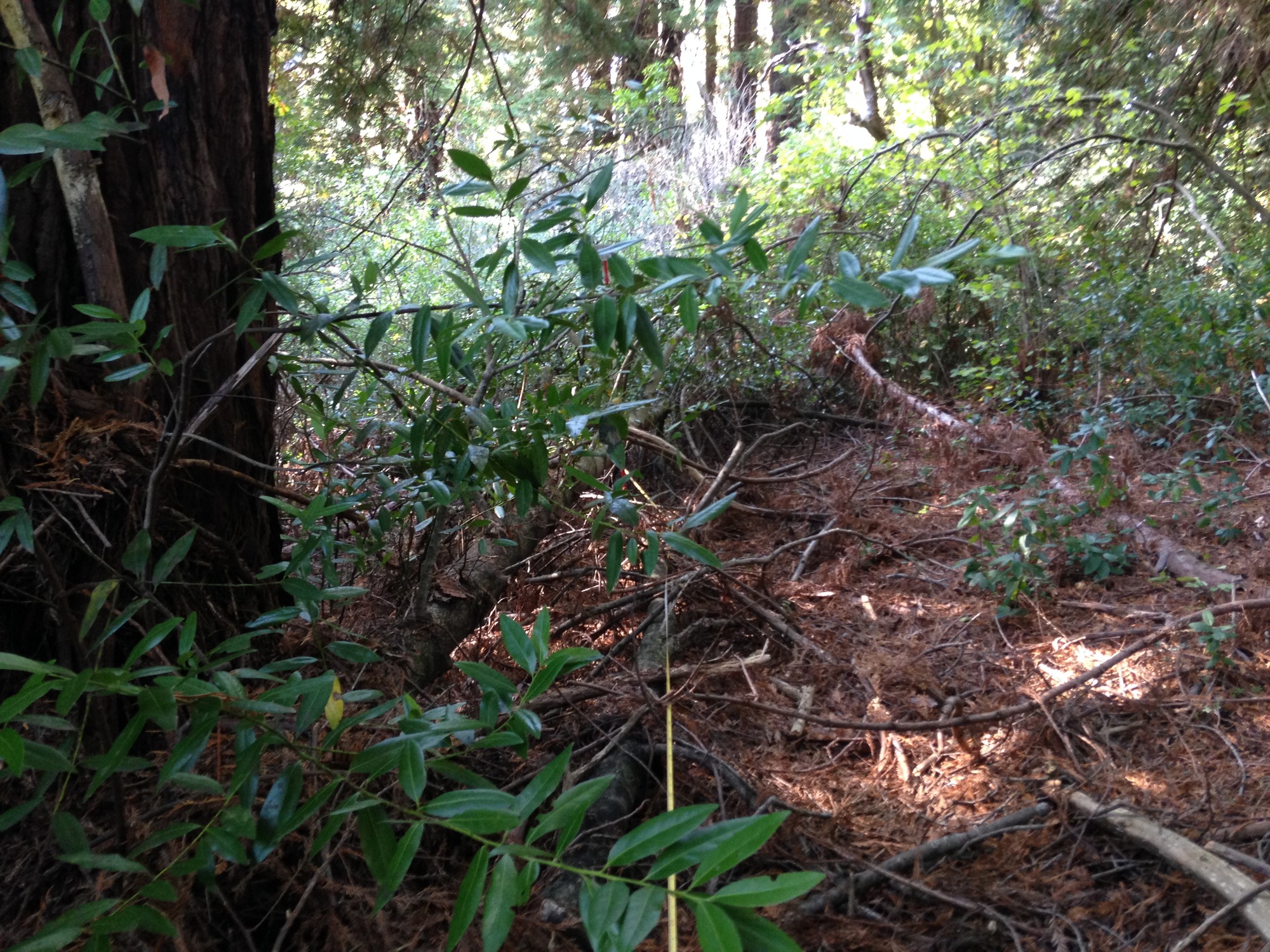 Eye-level view from the center point of a plant community monitoring plot
