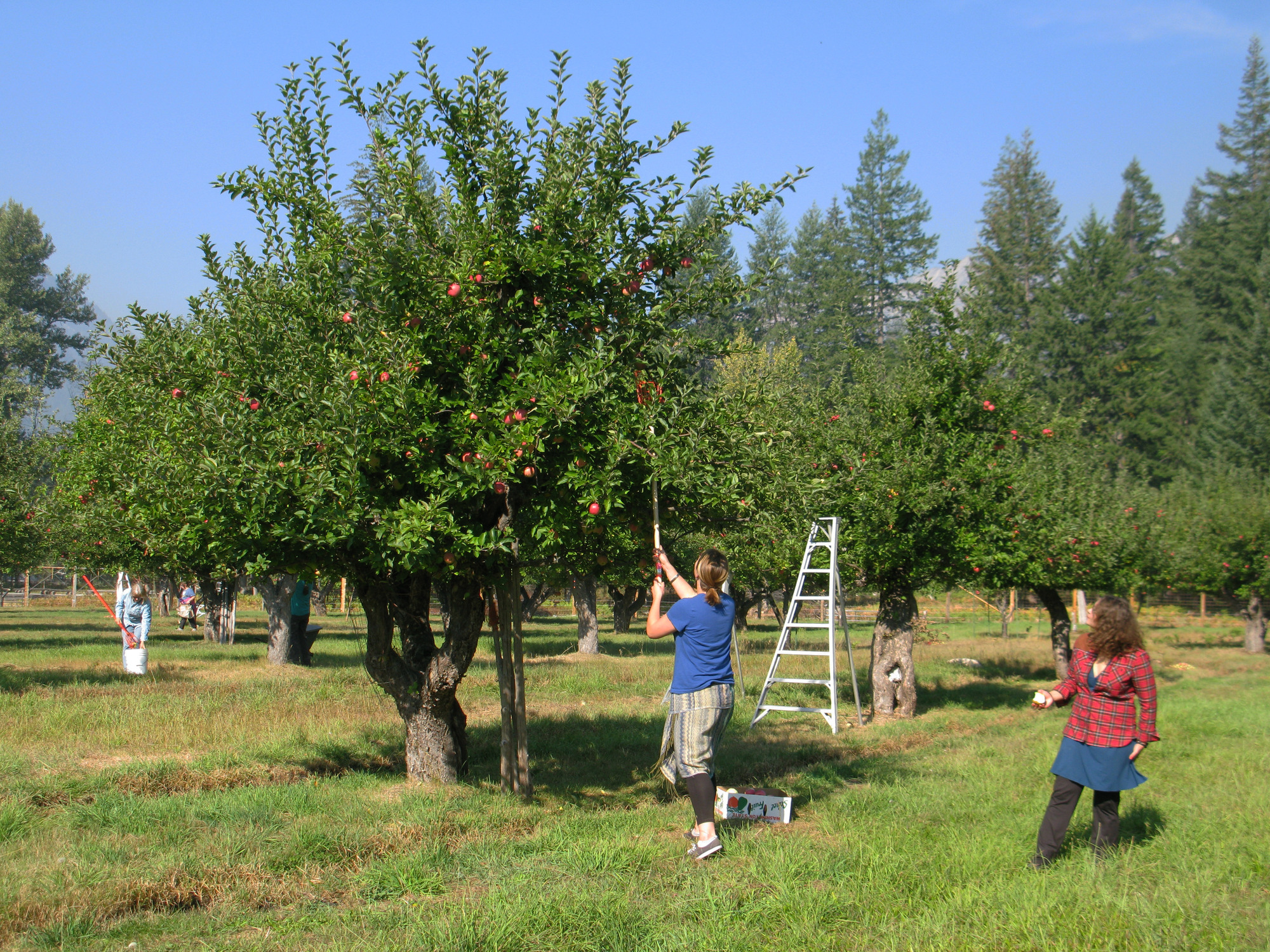 Two people use a picker to pick apples in an orchard.