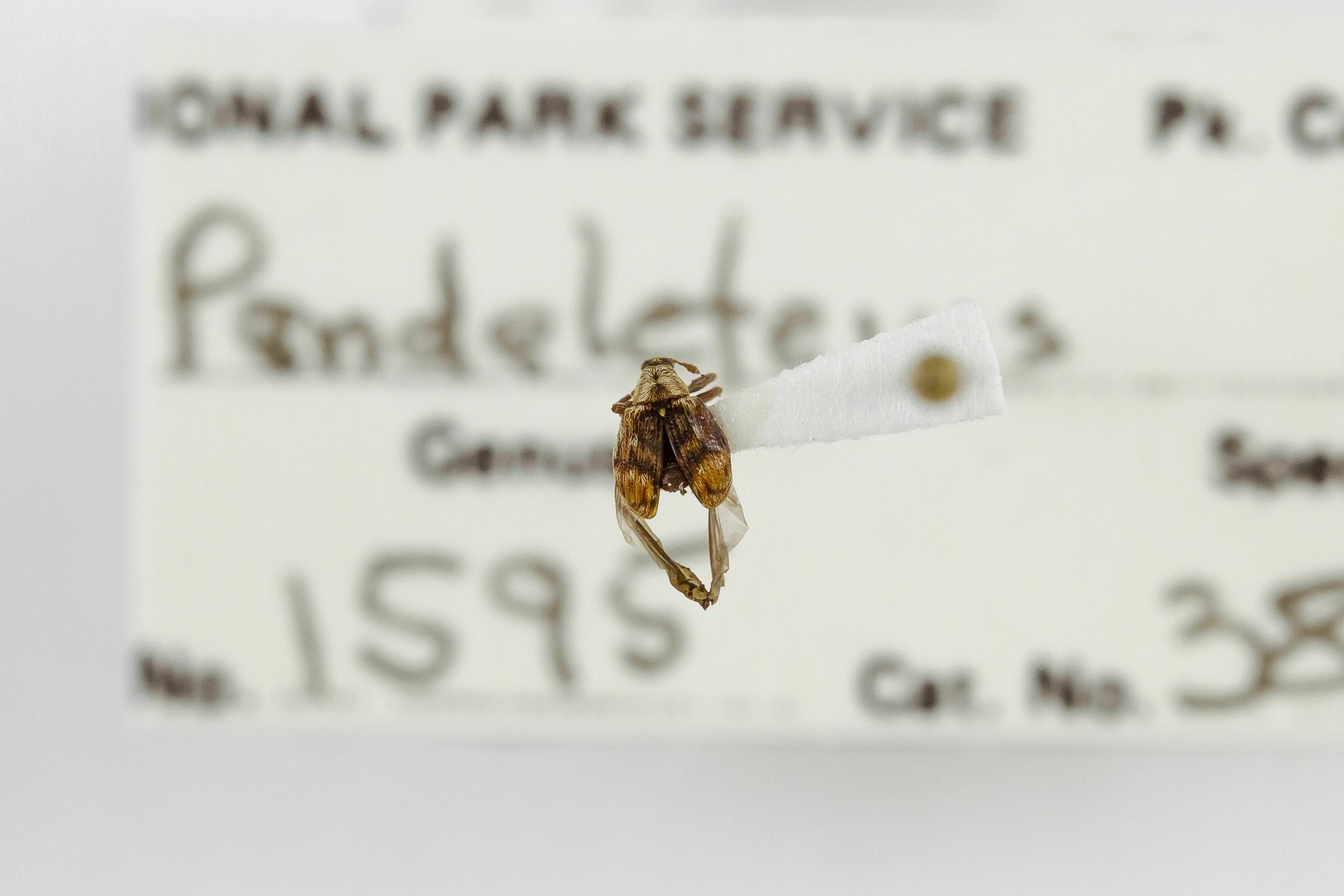 Image of Piazorhinus pictus, a species of Animalia