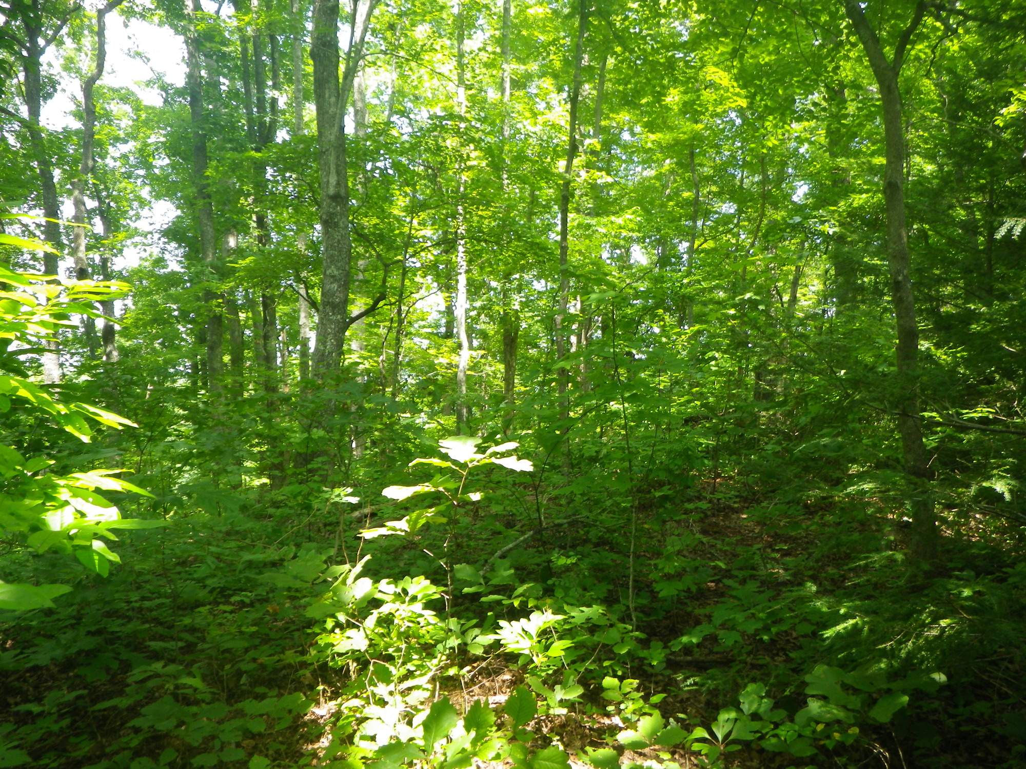 GRSM Accuracy Assessment. Plot Code: GRSM_AA_0578_2