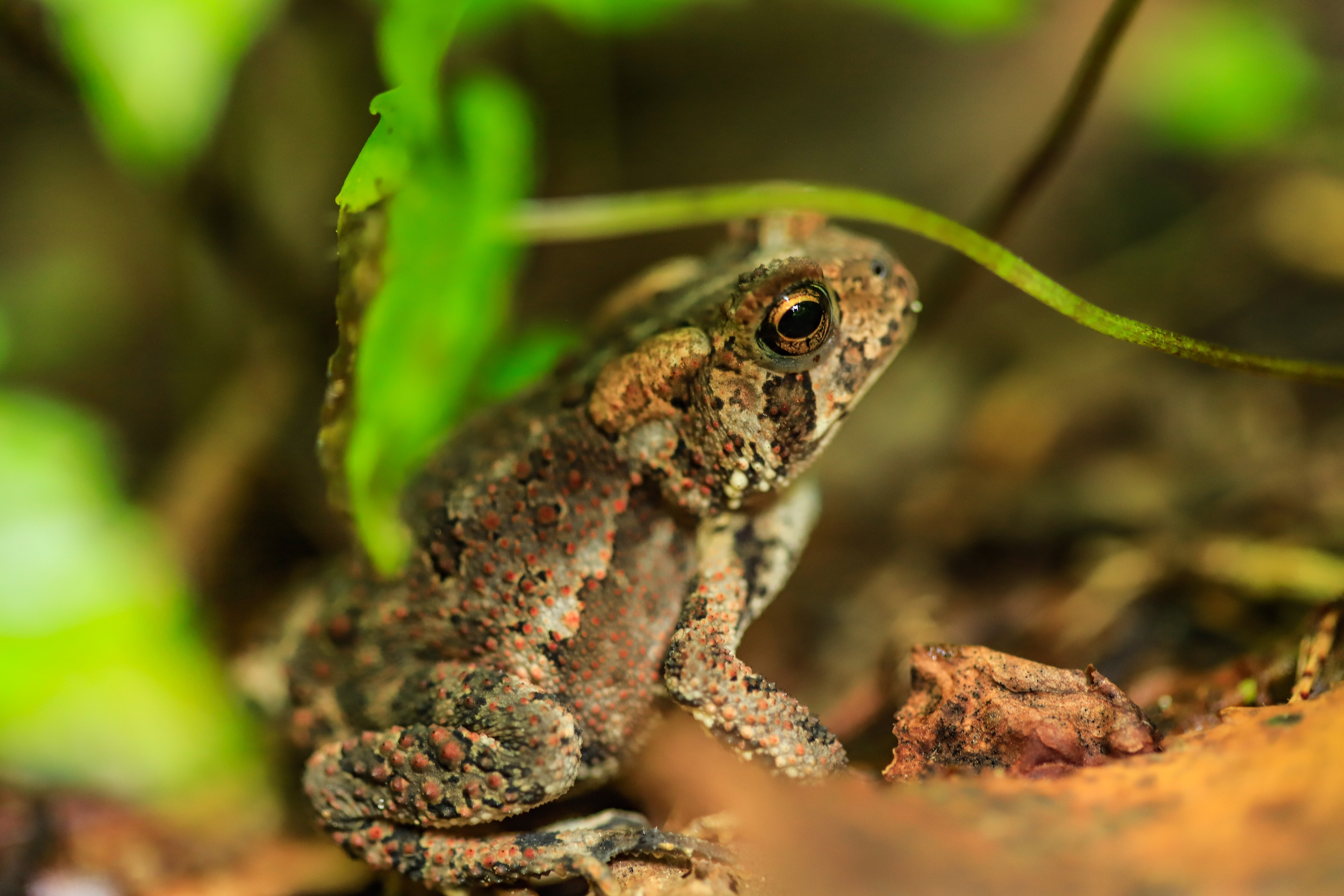 A large brown toad hiding underneath a green leaf stem.