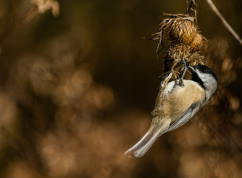 Chickadee hanging from a dried bud