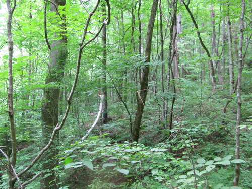 GRSM Accuracy Assessment. Plot Code: GRSM_AA_0290_5