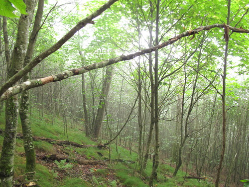 GRSM Accuracy Assessment. Plot Code: GRSM_AA_0217_4