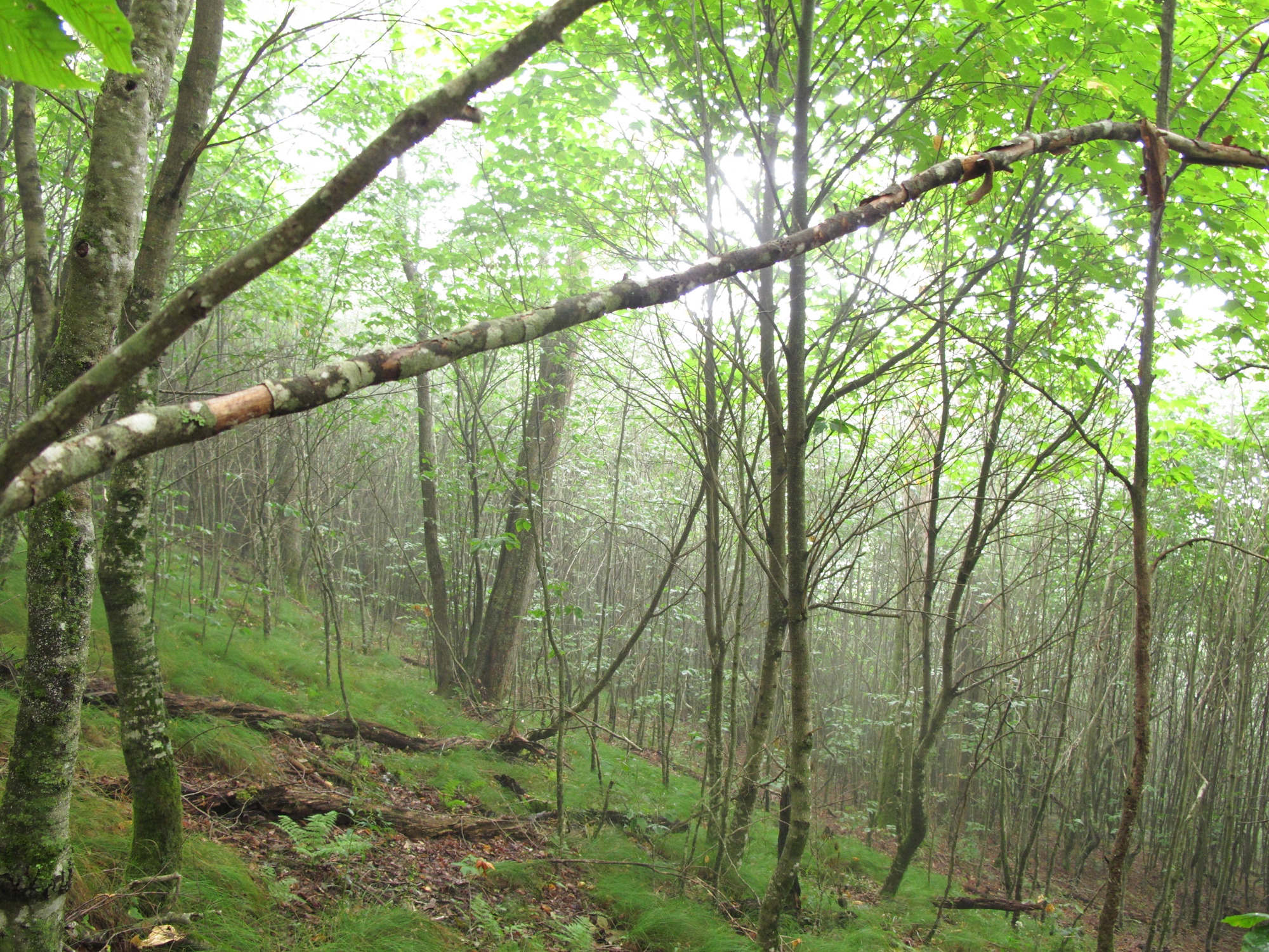 GRSM Accuracy Assessment. Plot Code: GRSM_AA_0217_4