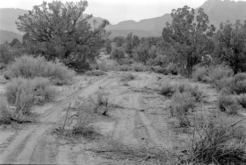 BW photo of the 1937 grazing study 35MM.