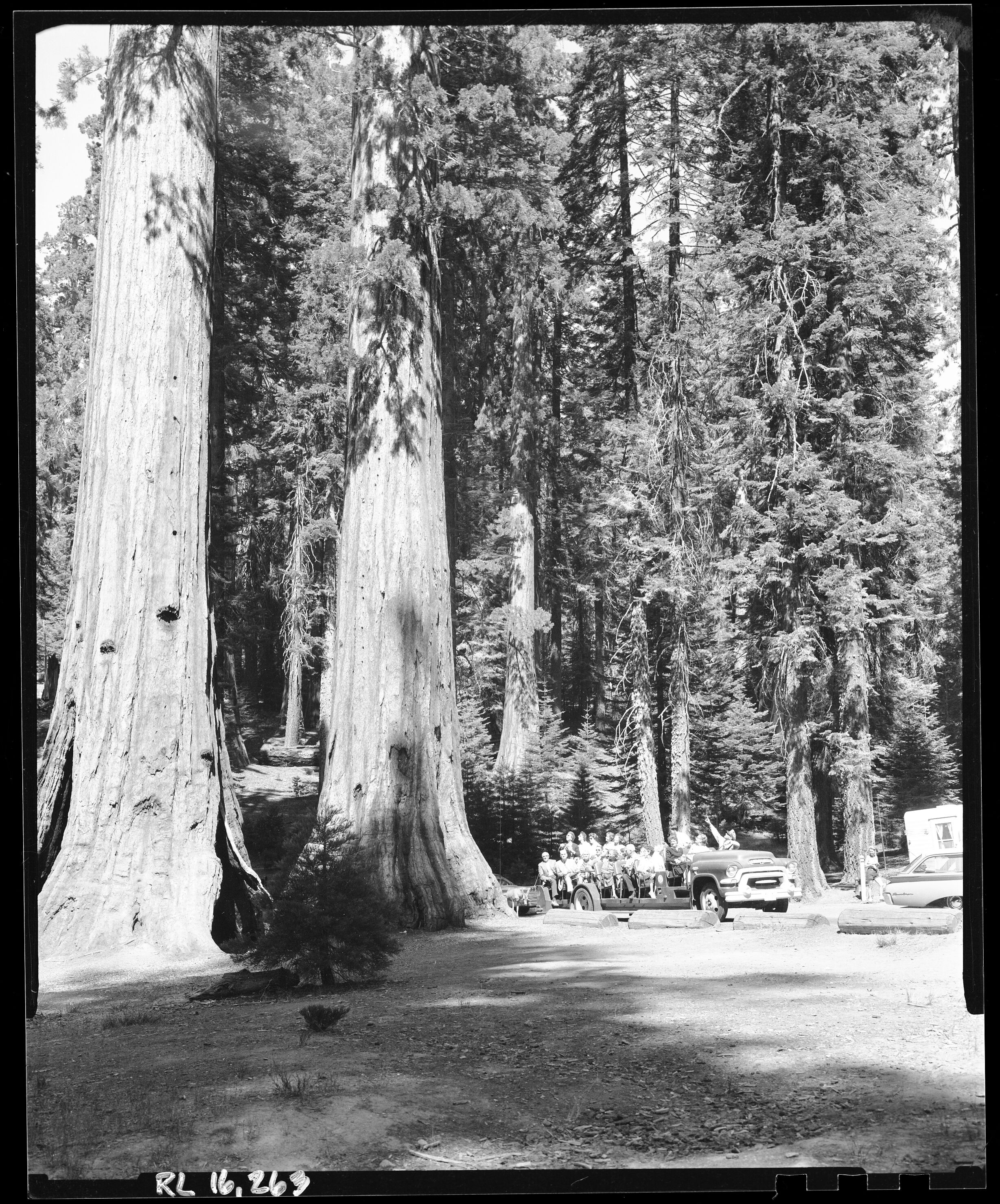 Open-air tram tour of Mariposa Grove; ranger pointing to top of tree.