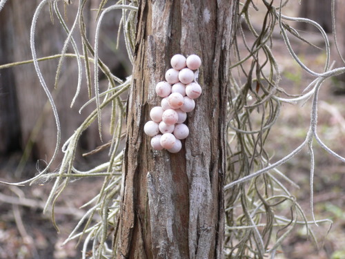 Apple Snail Eggs on Cypress Tree