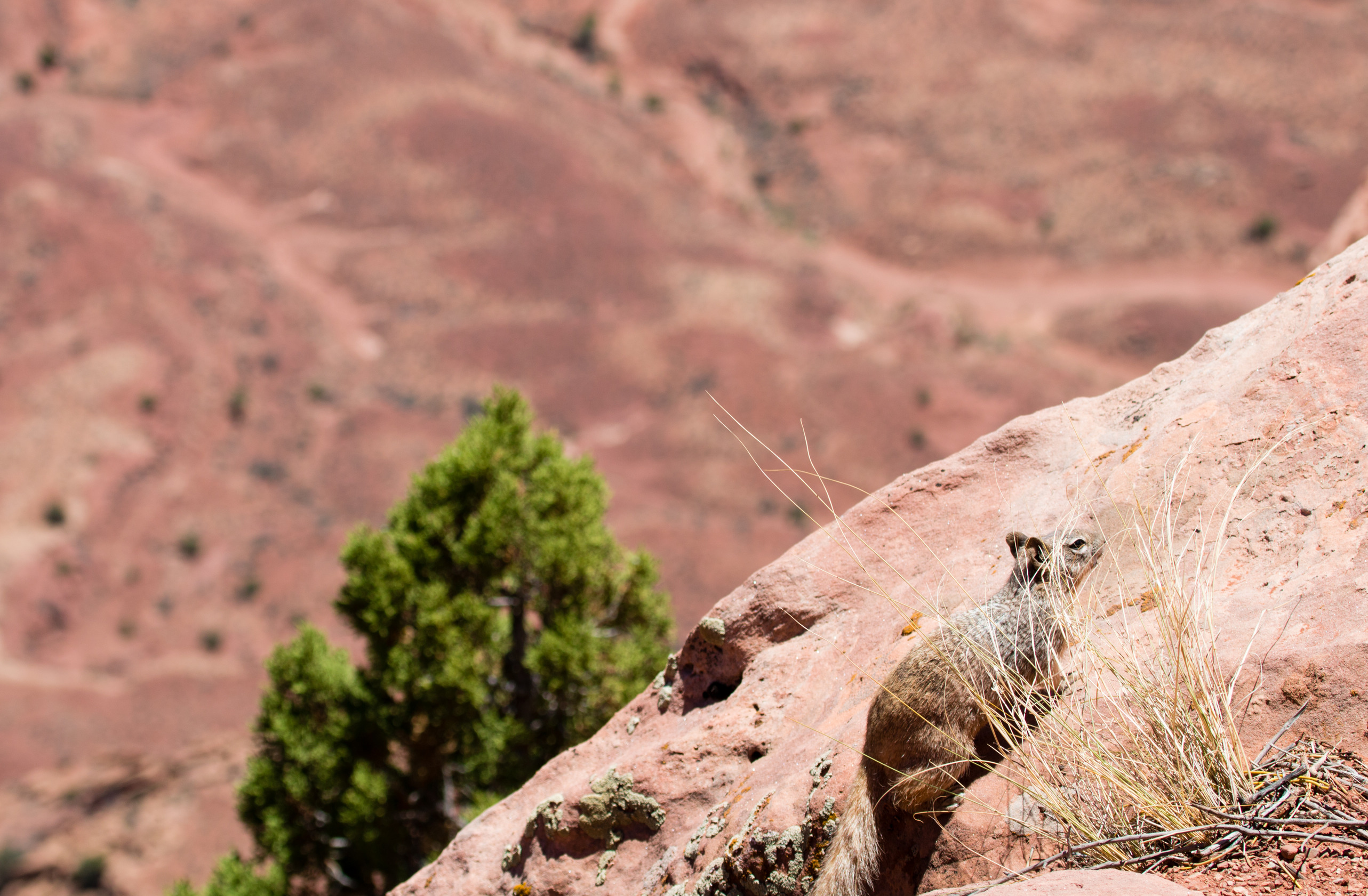 A small rock squirrel climbs up a boulder in the desert. 