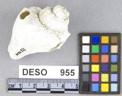 DESO     955 -- Hammer