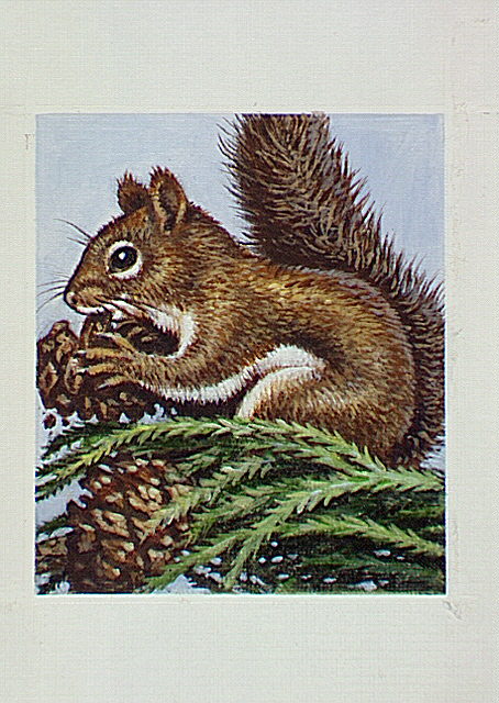 Douglas squirrel (Chickaree) with Giant Sequoia cone.