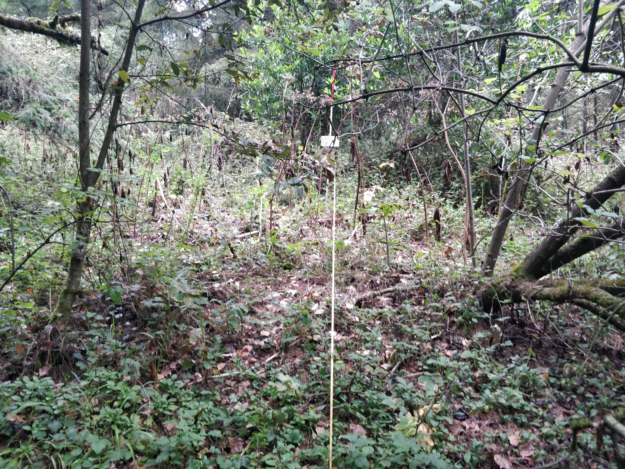 Eye-level view from the center point of a plant community monitoring plot