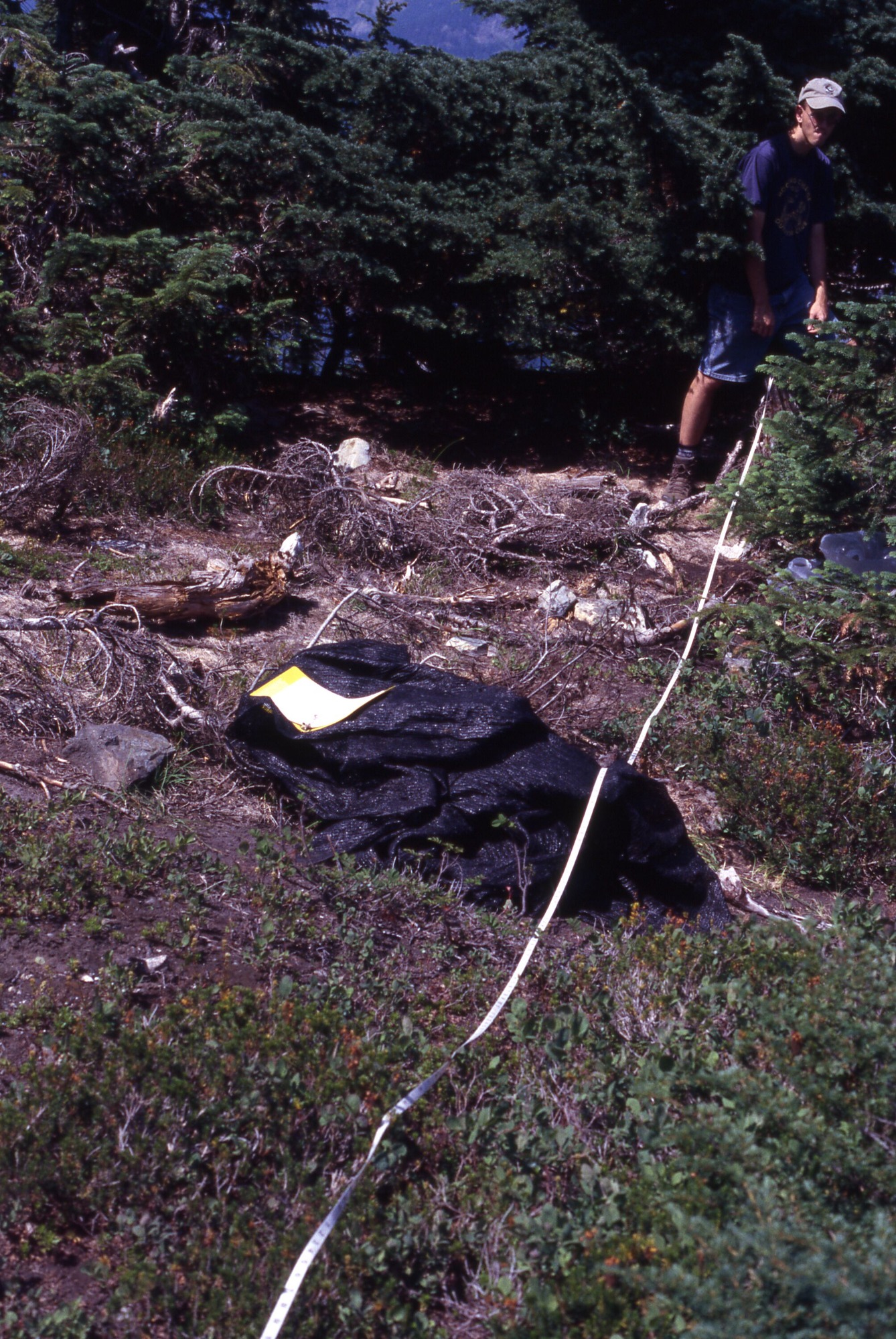 A bare patch of earth covered in curly mulch and fallen tree branches surrounded by trees. A shade cloth is in the middle of the patch. A revegetation program worker holding a long strip of tape is in the center right of the photo.