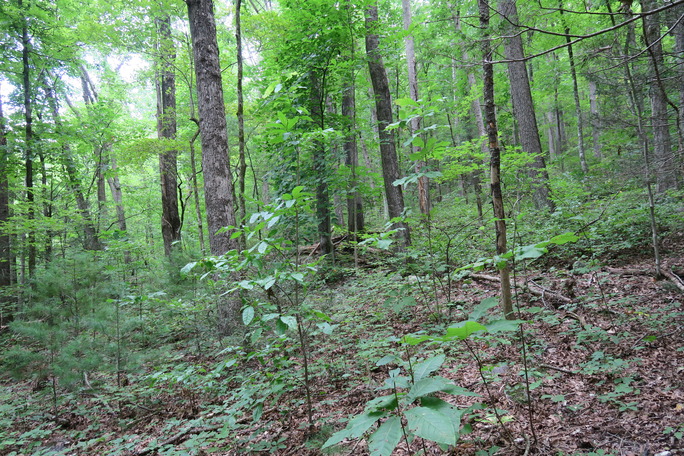 GRSM Accuracy Assessment. Plot Code: GRSM_AA_0766_2