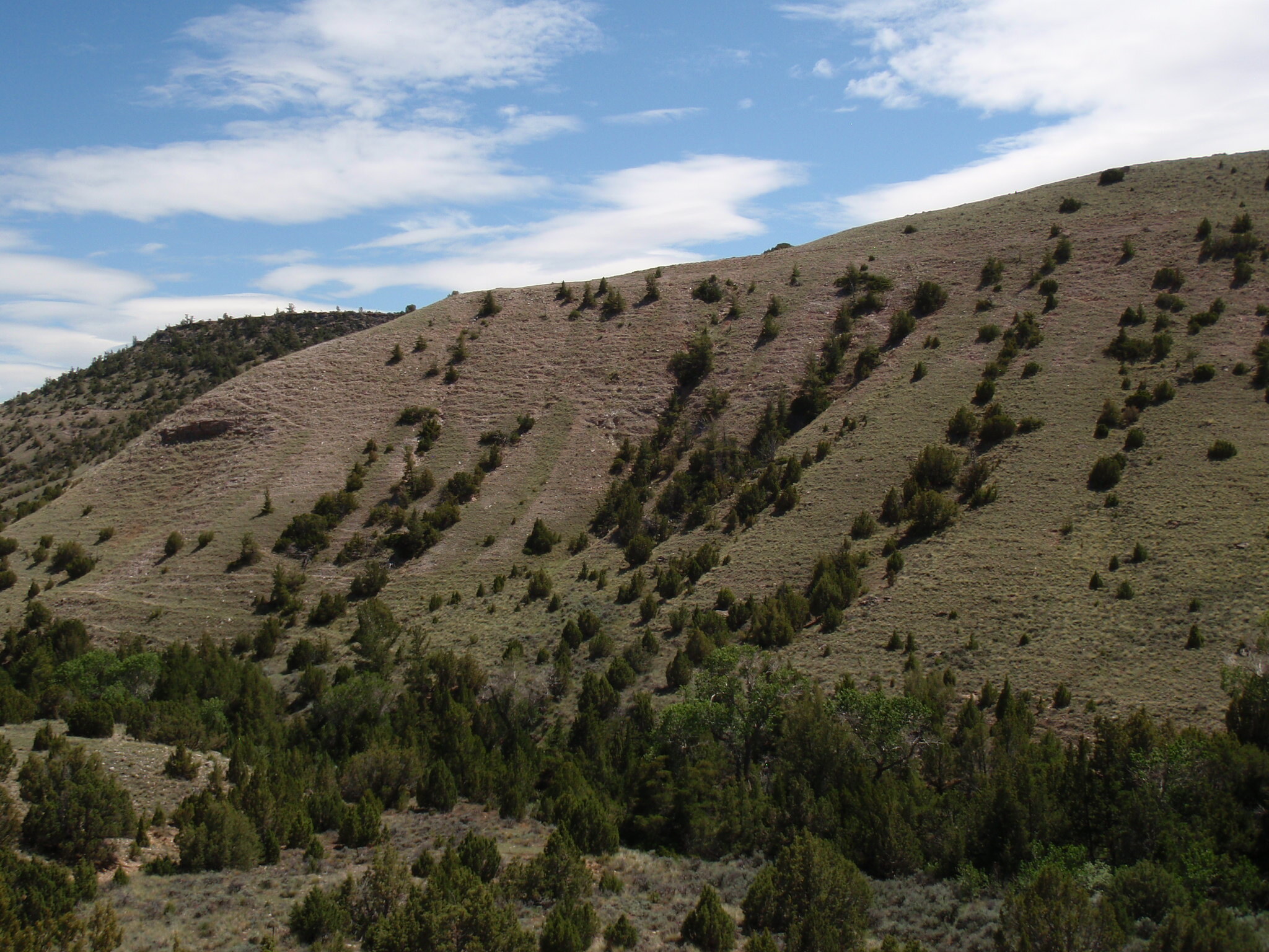 Photo of vegetation and landscape in Bighorn Canyon National Park at a long-term monitoring photo point