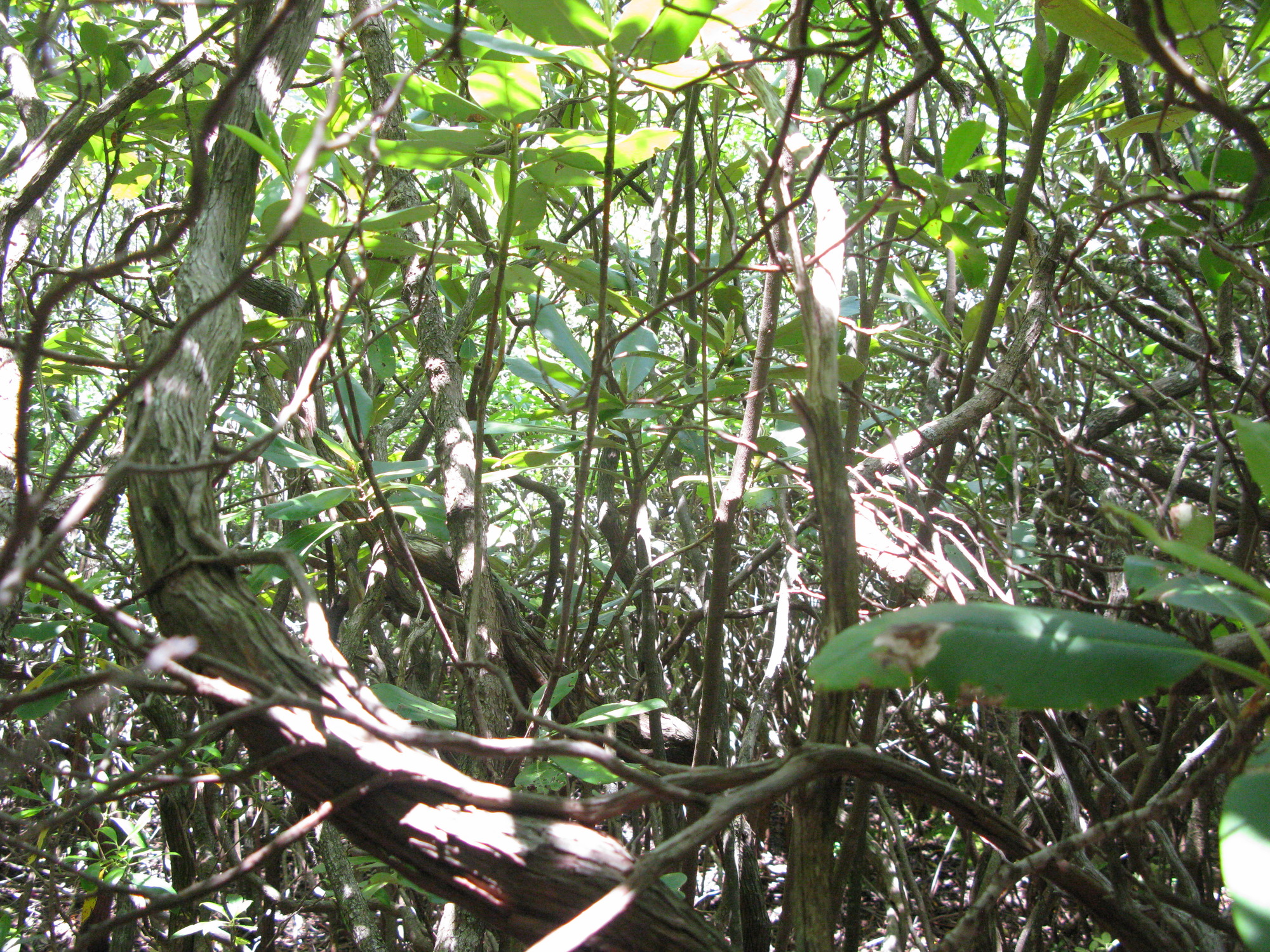 GRSM Accuracy Assessment. Plot Code: GRSM_AA_0445