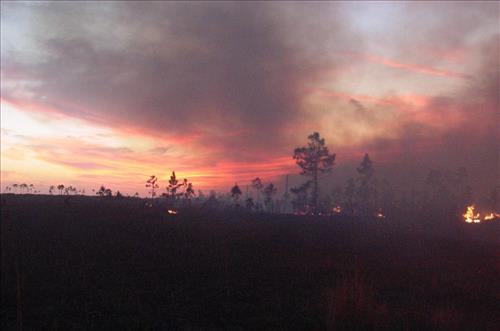 Prescribed burning at Everglades National Park, April 2002