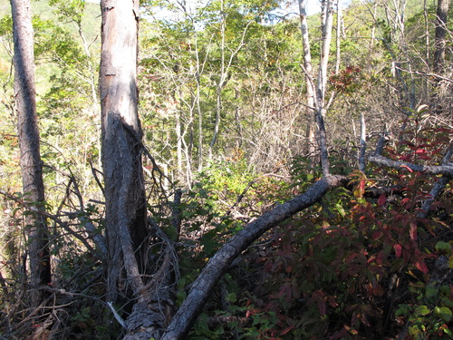 GRSM Accuracy Assessment. Plot Code: GRSM_AA_0329_6