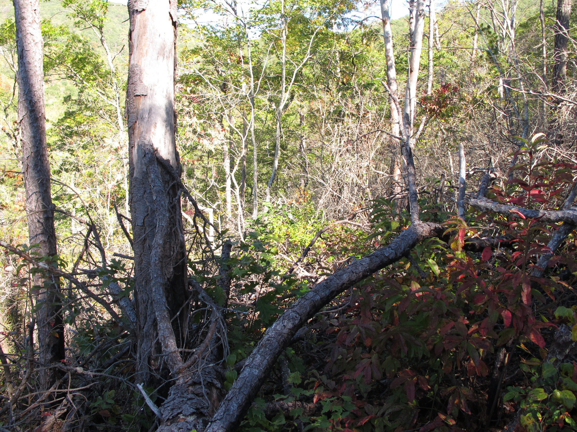 GRSM Accuracy Assessment. Plot Code: GRSM_AA_0329_6