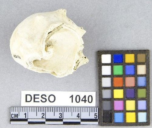 DESO    1040 -- Hammer