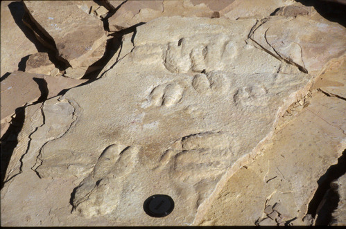 Raised hoofed footprints in stone. 