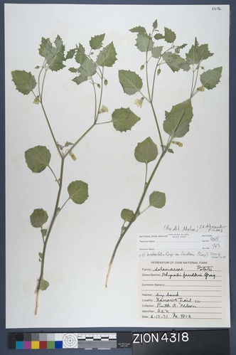 Herbarium Specimen Sheet 4318