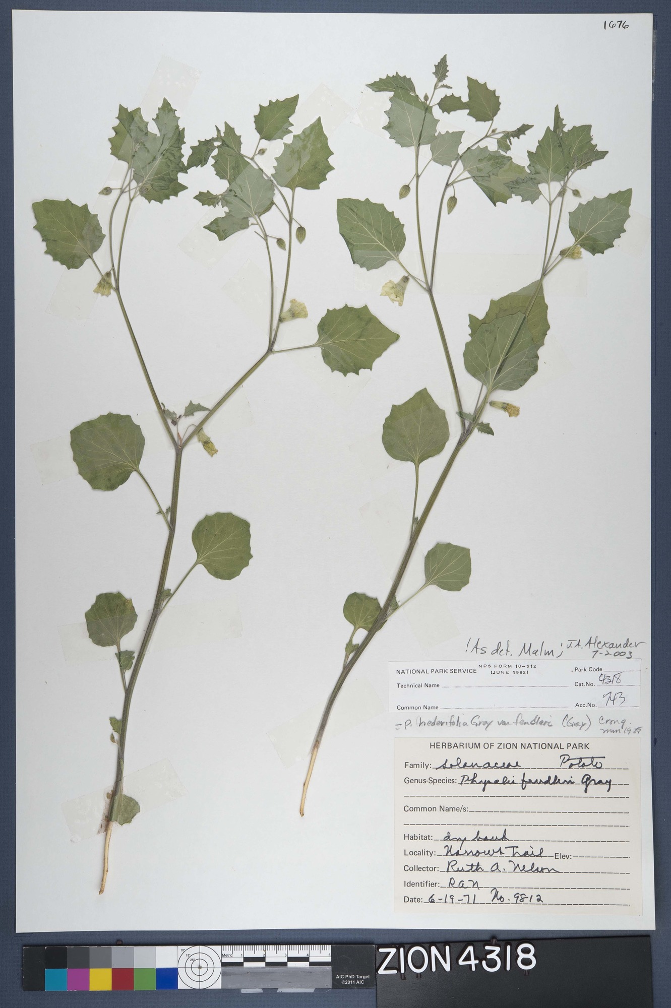 Herbarium Specimen Sheet 4318