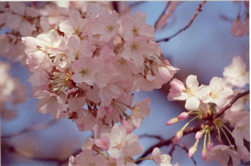 FOWA-Cherry Blossoms of Fort Washington Park, June 25, 2004