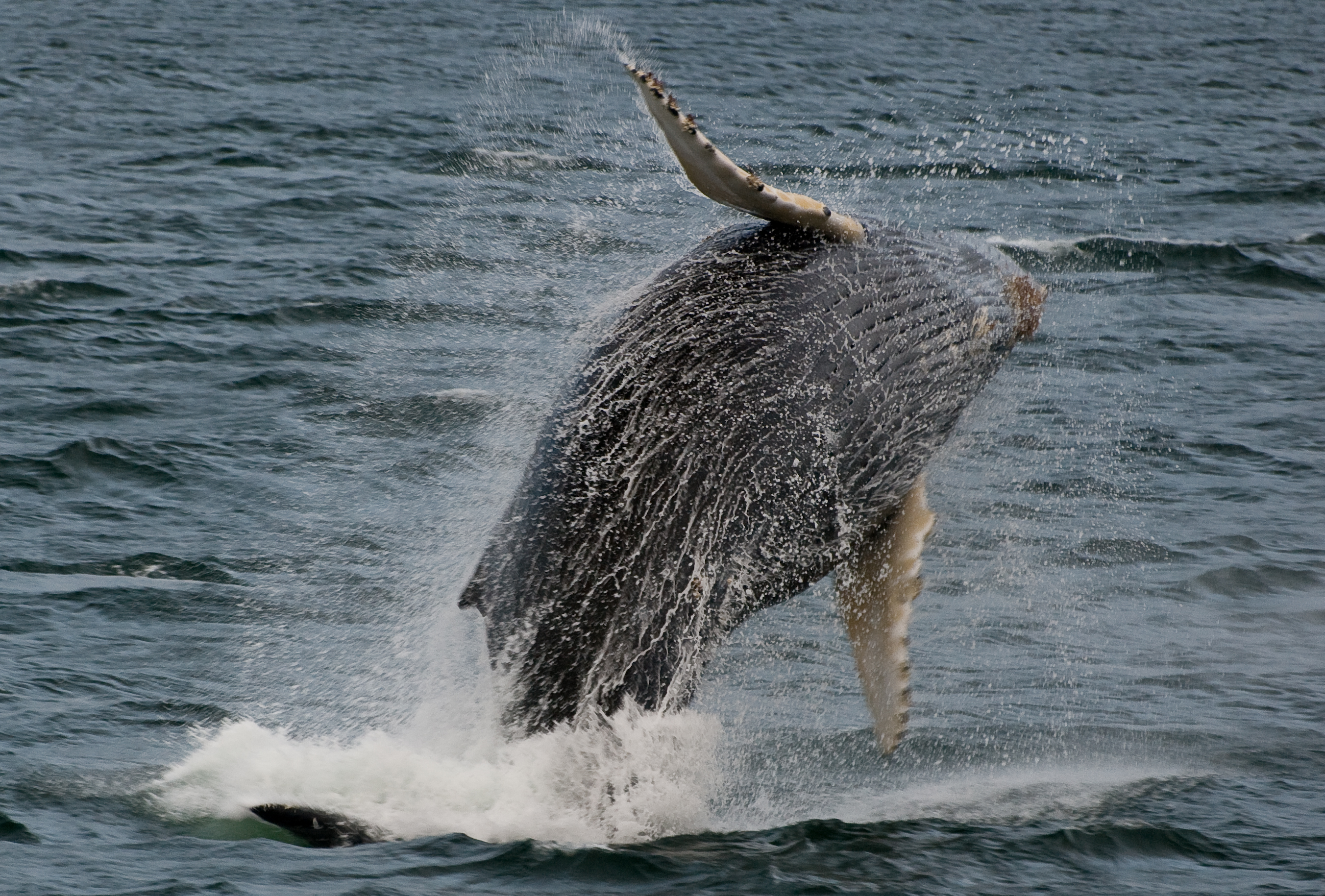 Humpback whale breaching