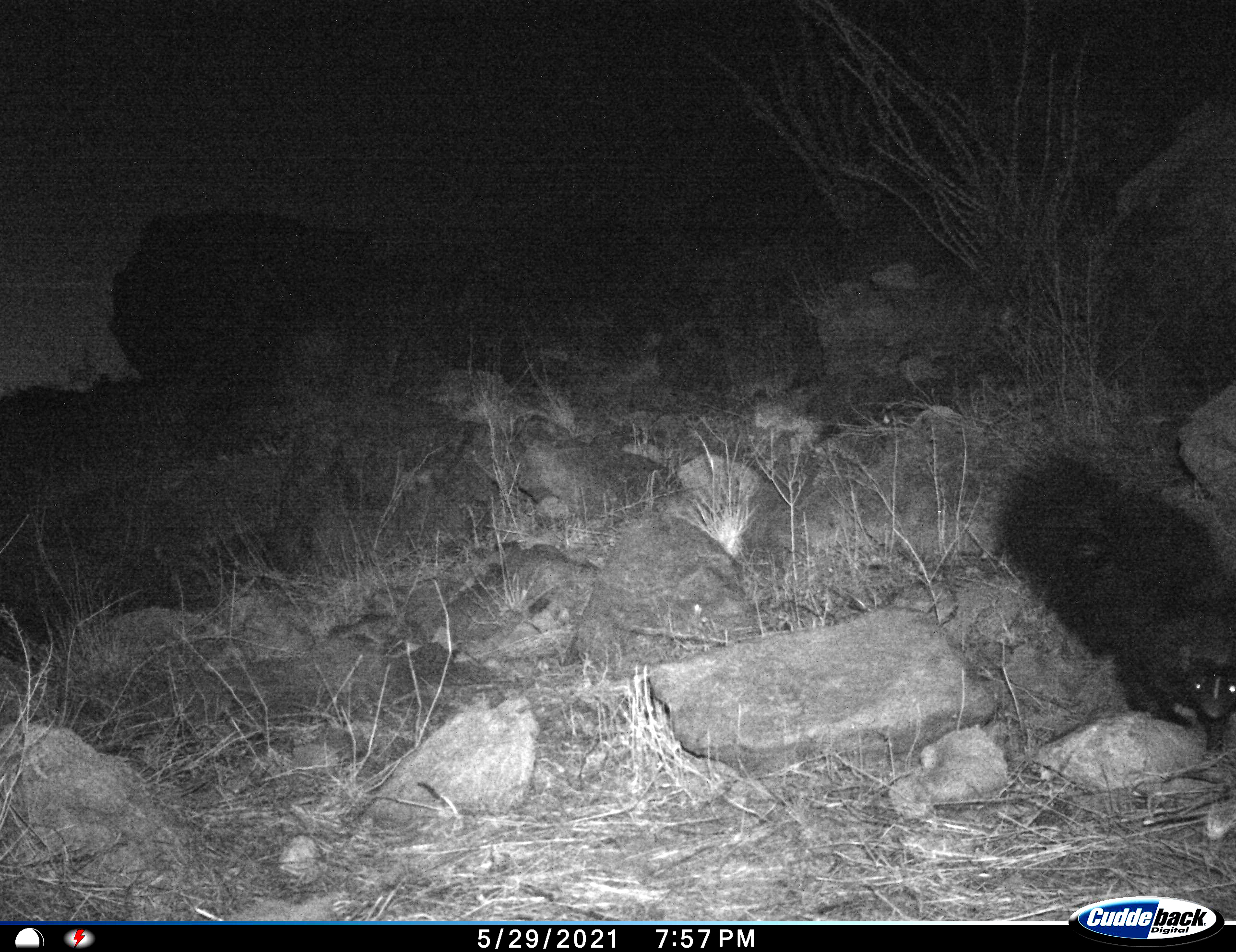 Small black skunk at night