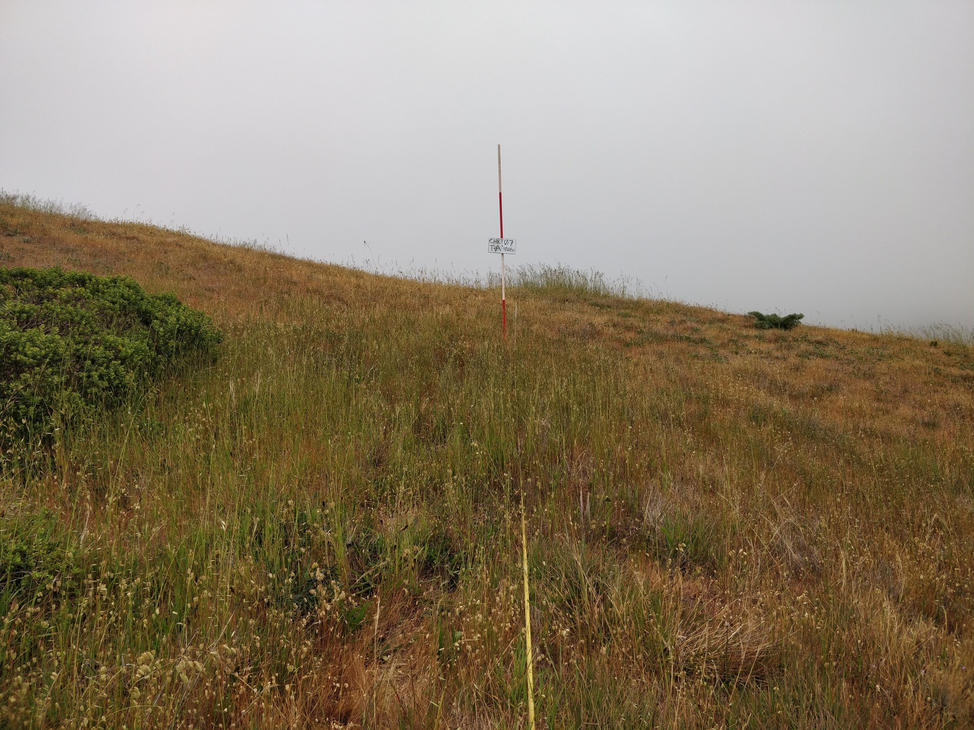 Eye-level view from the center point of a plant community monitoring plot