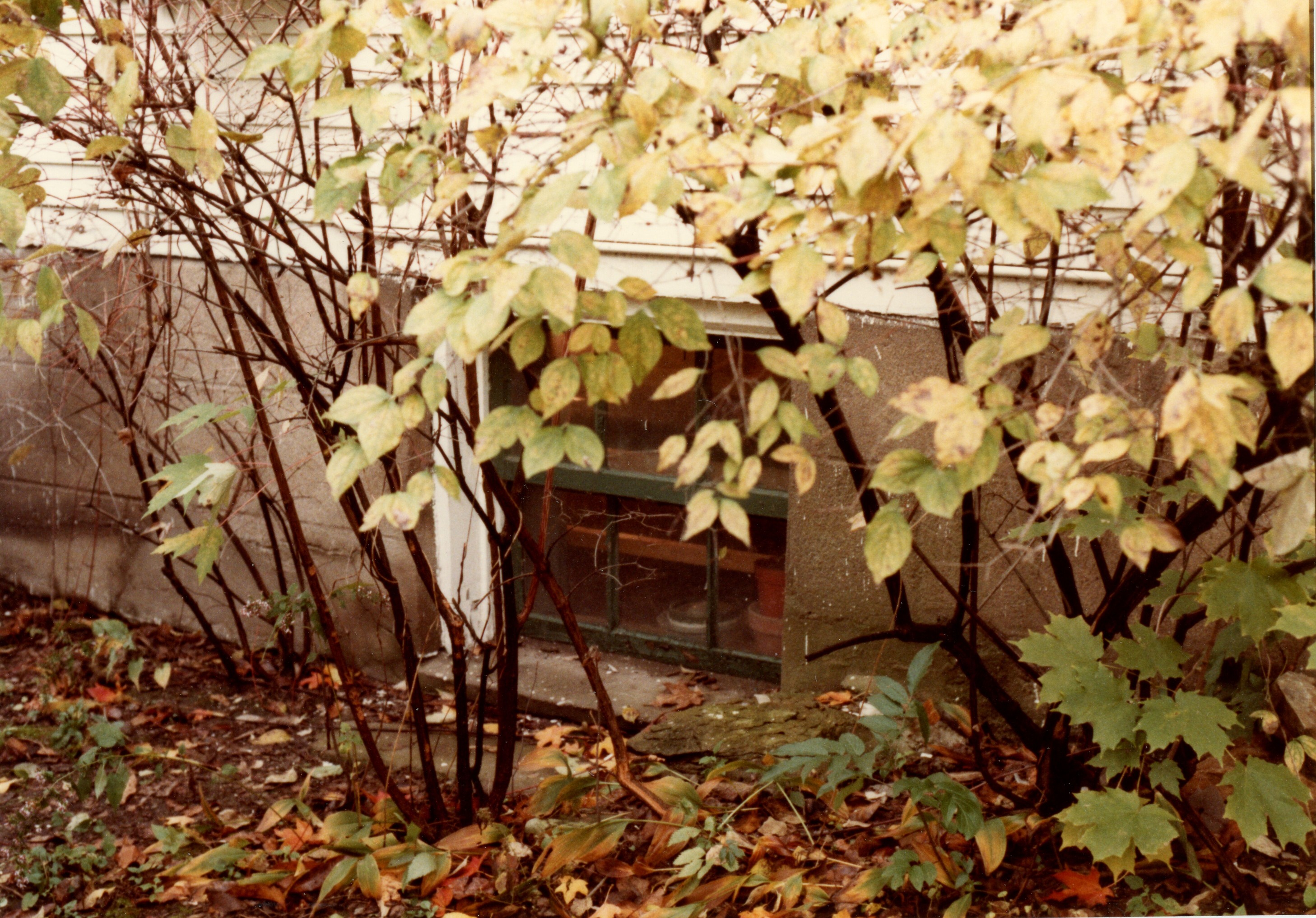 External view of basement window