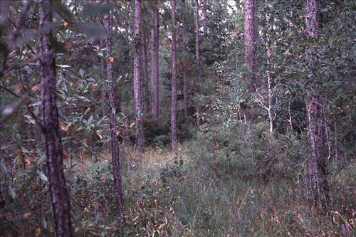 Pitcher Plant Bog and Sandhill Fuel Reduction Project, Big Thicket National Preserve