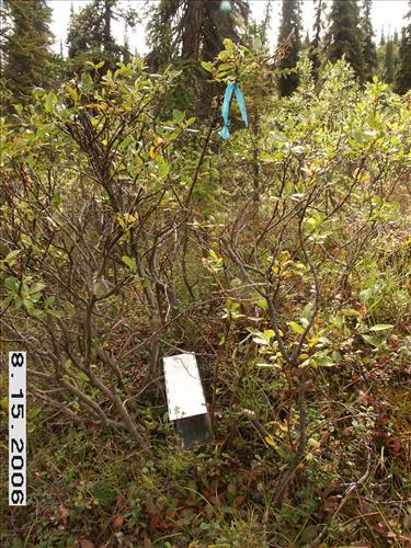 3 Small Mammal Survey in Denali National Park and Preserve in August 2006