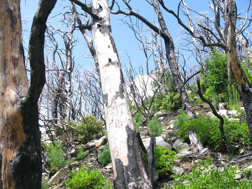 GRSM Accuracy Assessment. Plot Code: GRSM_AA_0840_2