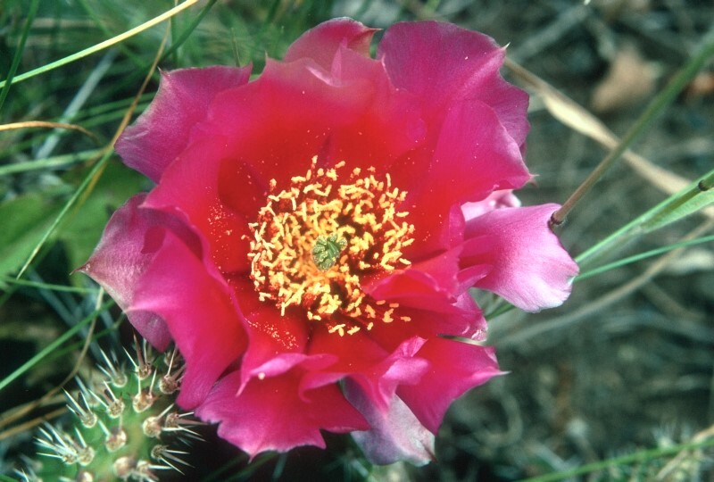 a large, bright pink cactus flower with a yellow center