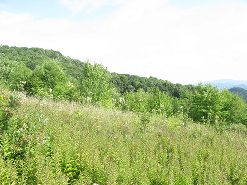 GRSM Accuracy Assessment. Plot Code: GRSM_AA_0092_2