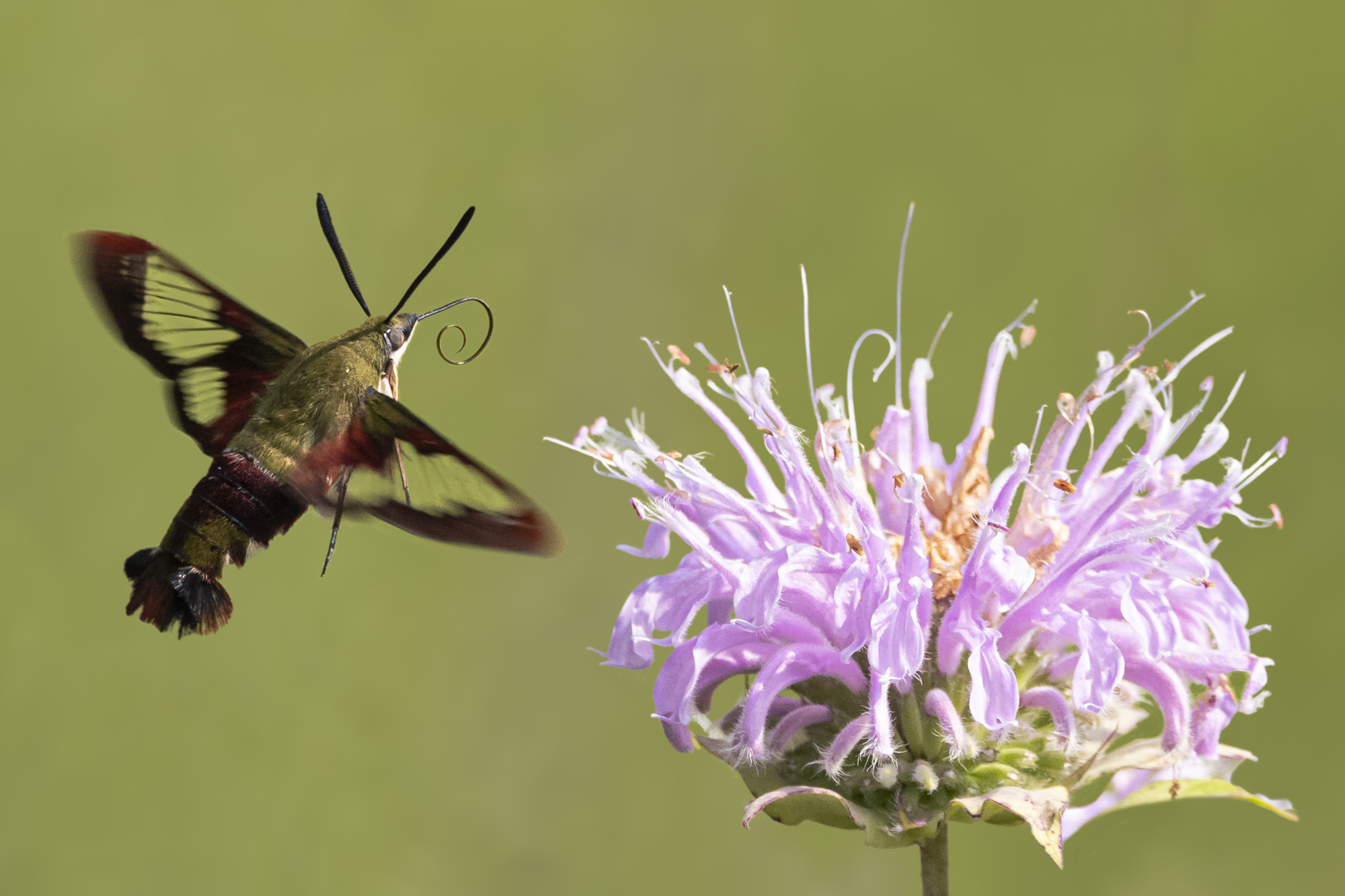 A large moth with green body and reddish wings with transparent sections hovers next to a pink wildflower blossom.