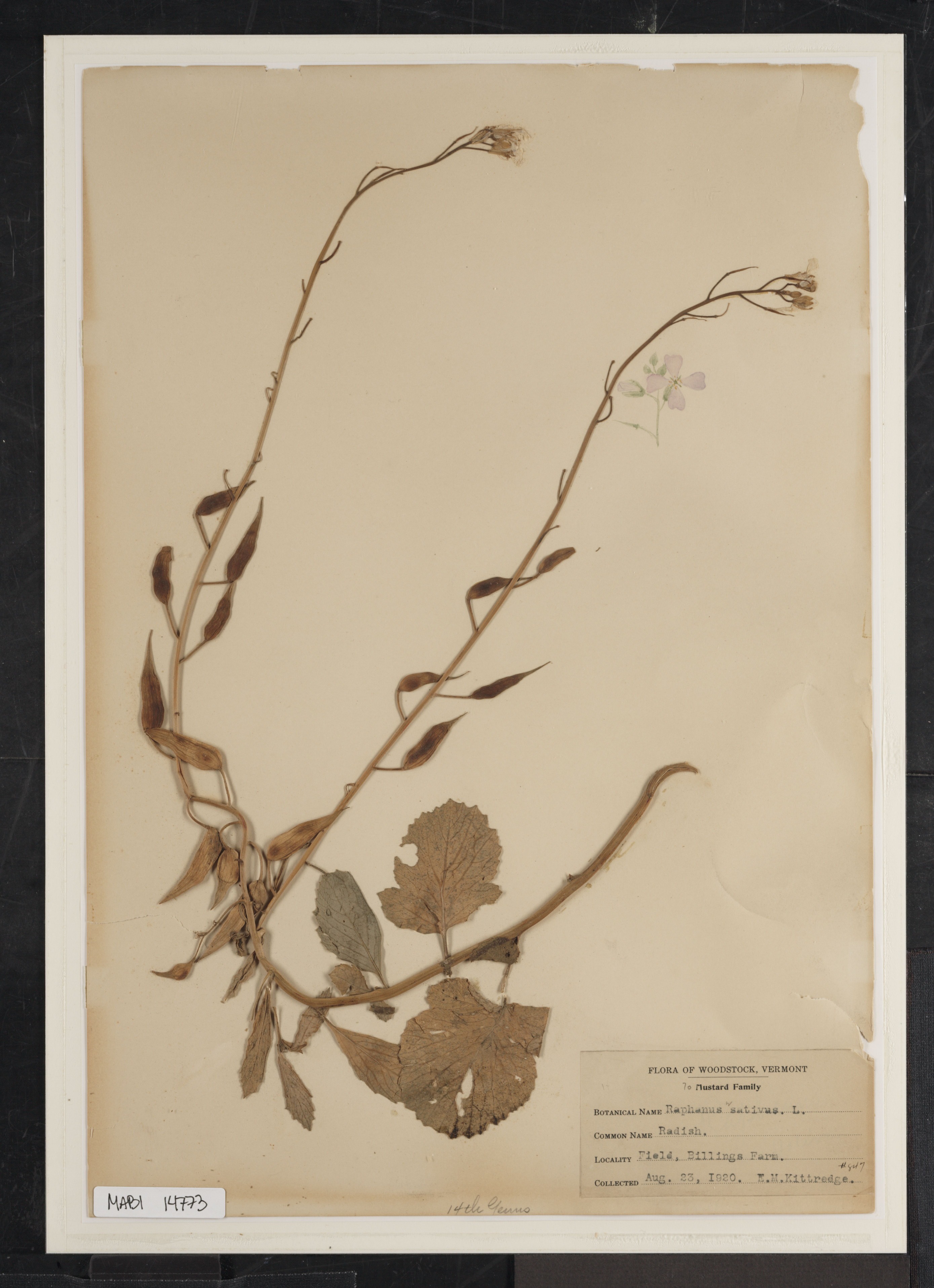 Preserved biological specimen on paper.