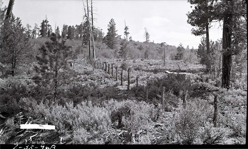 Completed section of the east boundary fence.