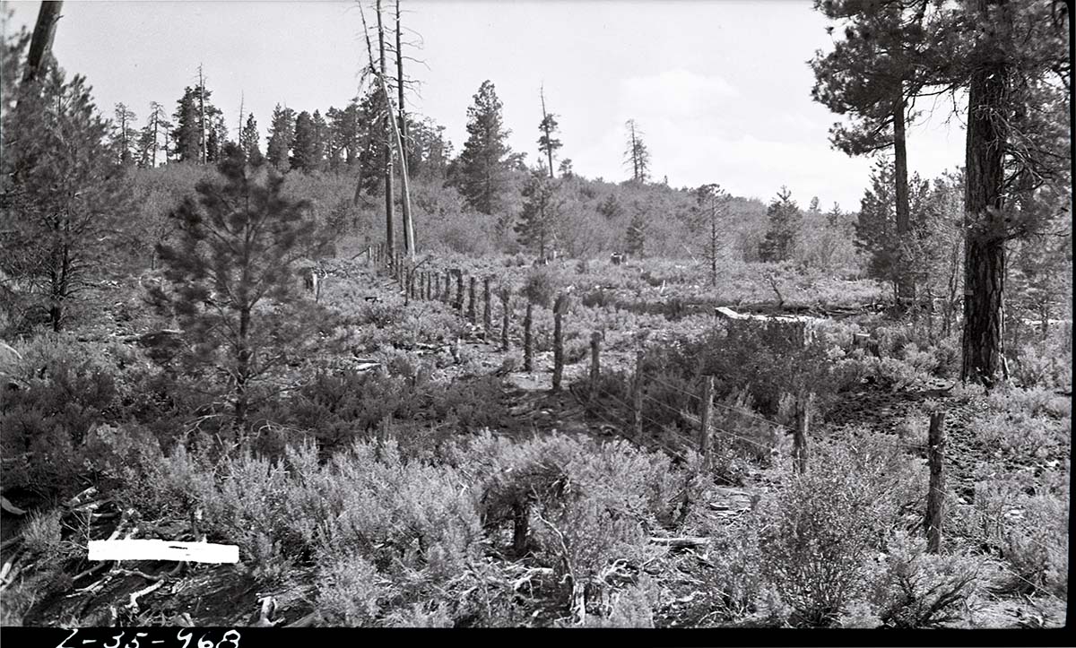 Completed section of the east boundary fence.